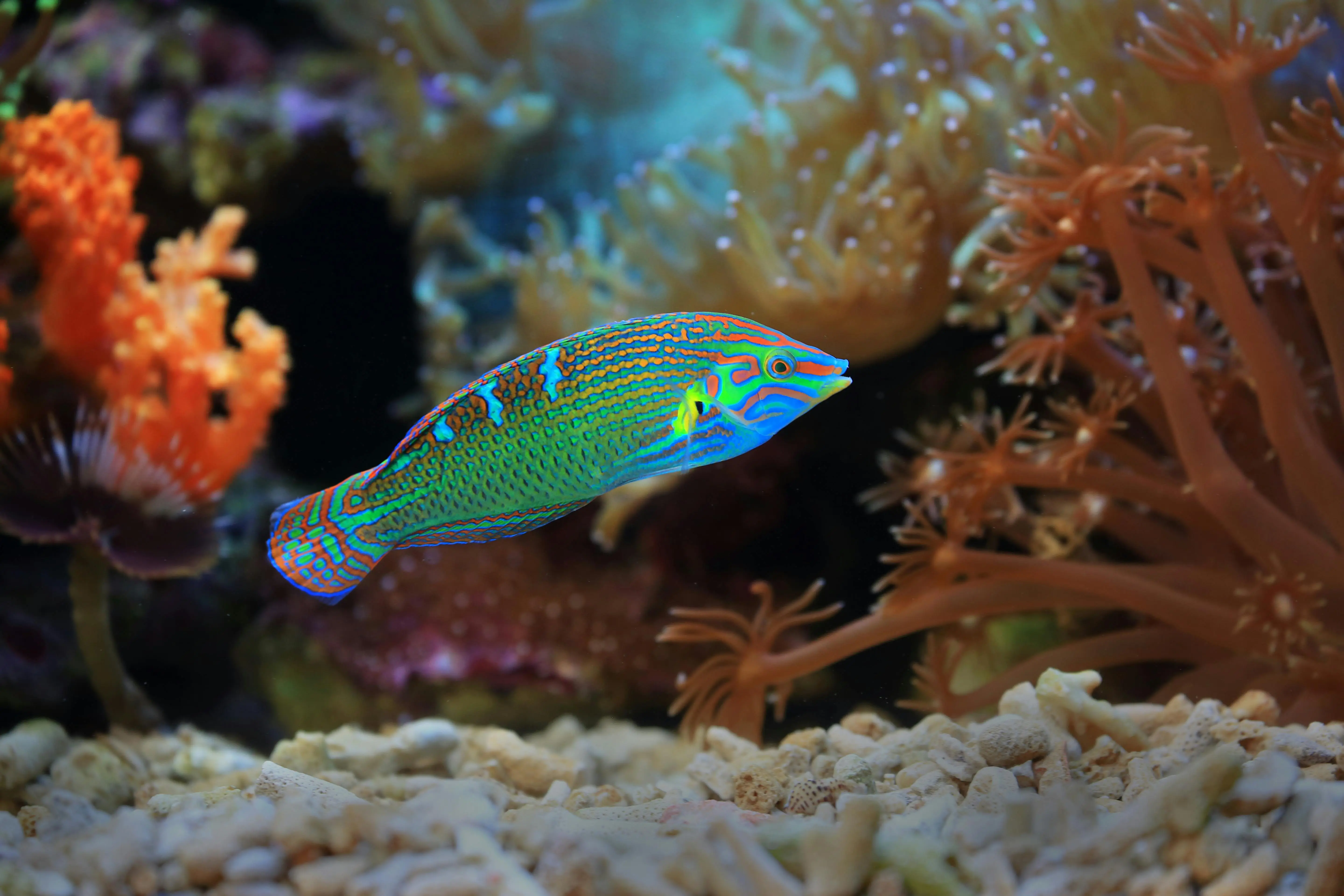 Melanurus Wrasse